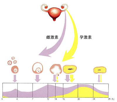 如何知道卵巢每个月分泌雌激素的分泌量？